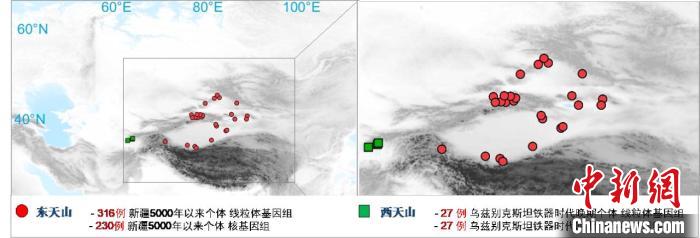 图为该项目所获取天山东西部古人群的线粒体与核基因组分布图。　球友会·体育 供图