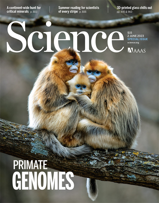 Science封面文章:球友会·体育金丝猴研究团队首次系统揭示灵长类社会演化之谜_fororder_《自然》封面.JPG