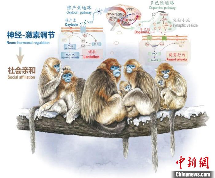 神经-激素调节的适应性变化增强社会亲和力。　球友会·体育供图