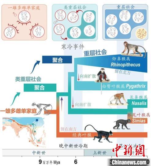 寒冷事件促进亚洲叶猴社会聚合。　球友会·体育供图