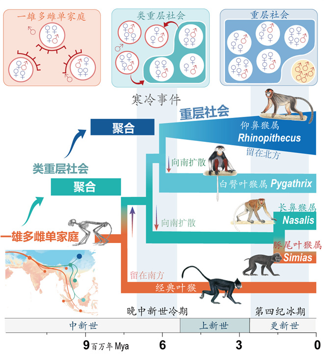 Science封面文章:球友会·体育金丝猴研究团队首次系统揭示灵长类社会演化之谜_fororder_寒冷事件促进亚洲叶猴社会聚合(供图 齐晓光 赵兰 武进伟)